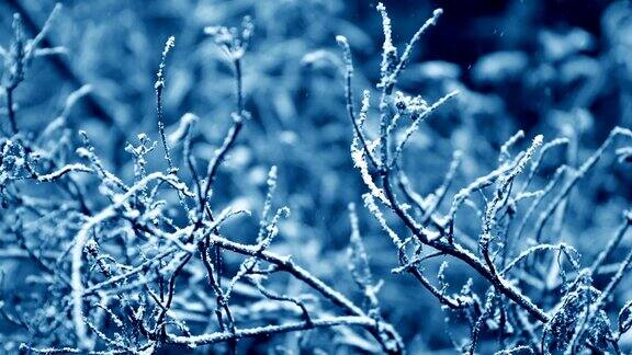 近距离降雪落在树枝上