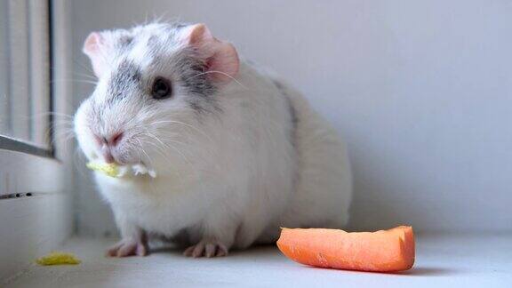 4k灰白色豚鼠在家咀嚼绿色沙拉叶和胡萝卜-动物食物和家养宠物概念
