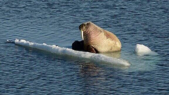 海象在冰上