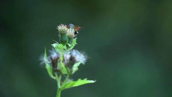 这是一种罕见的蝴蝶叫做蜂鸟鹰蛾(Macroglossumstellatarum)它在吃花蜜的时候被拍摄下来