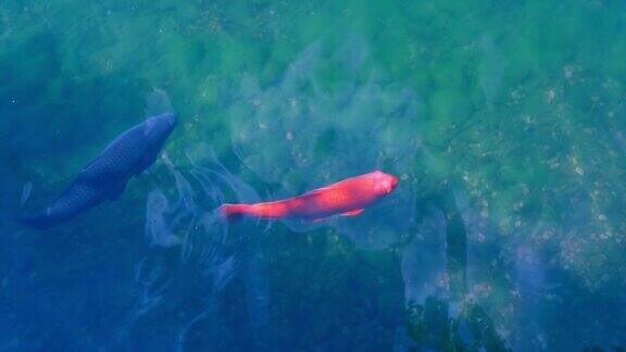 鱼群在碧蓝清澈的水面下游动