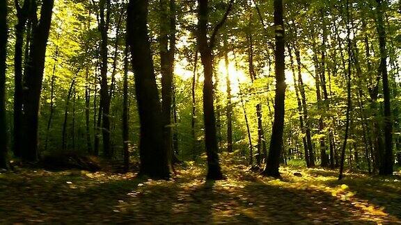 高清:在树后有阳光直射的森林