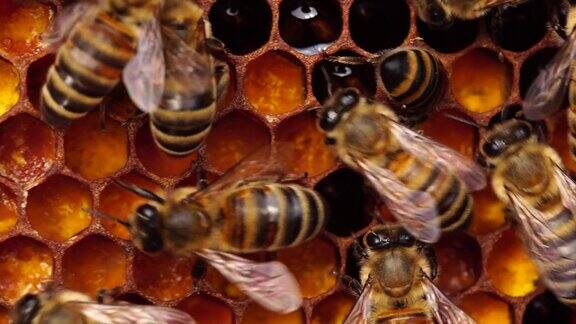 蜂粮:储藏在蜂房里的蜂花粉在蜂巢