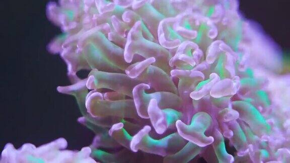 视频微距镜头分枝珊瑚释放卵人工珊瑚种植昆士兰