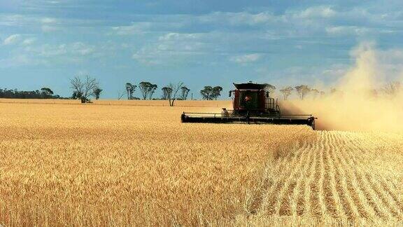 西澳大利亚小麦丰收