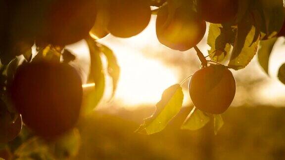 果园内未施用农药的自产有机红苹果