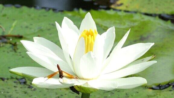 池塘里的白莲