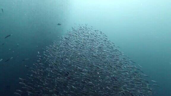 史诗般的水下动物行为鱼群