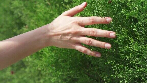 在慢镜头中女人的手在新鲜的绿叶上滑动女性手触摸灌木丛表面