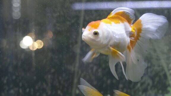 美丽的金鱼