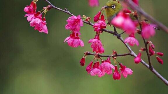 樱花盛开的日本白眼鸟