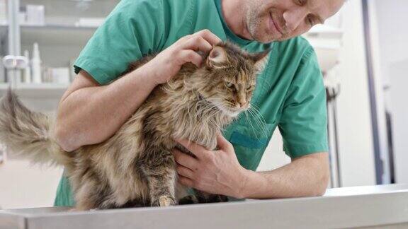 一名男兽医在检查室里抚摸着一只猫对着镜头微笑
