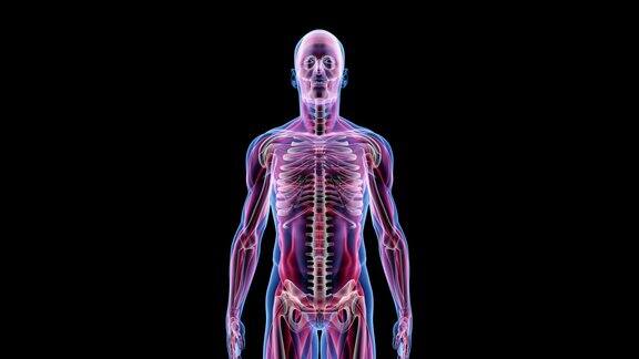 人体男性解剖三维动画生物科学技术