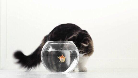 猫追逐金鱼