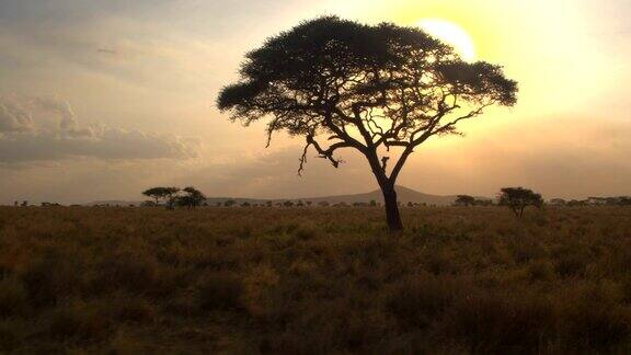 近距离观察:在非洲荒野中大而茂盛的金合欢树映衬着金色的夕阳