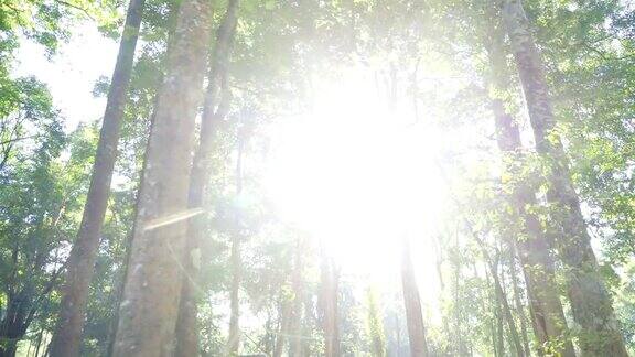 4K多莉拍摄热带森林和太阳耀斑在早上