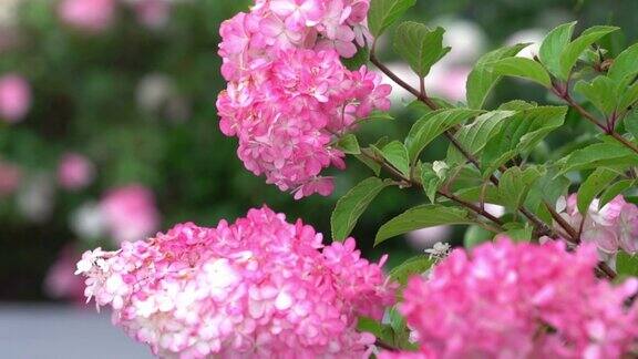 绣球花是粉红色的在春天和夏天鲜花盛开在城市街道花园大叶绣球花是一种美丽的绣球花灌木