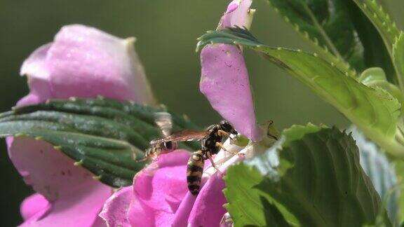 蜜蜂和黄蜂在空中盘旋