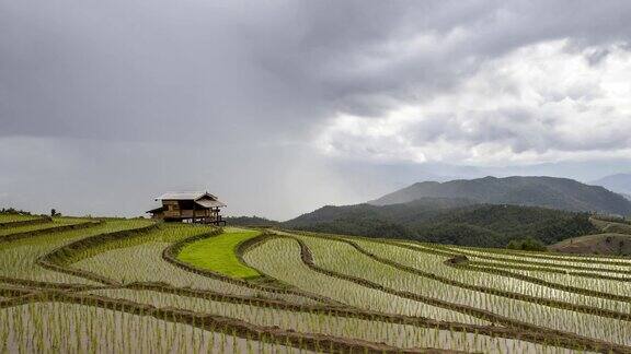 美丽的4k镜头稻田稻田暴雨和云在泰国北部清迈