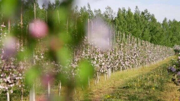 开花的苹果树在东欧