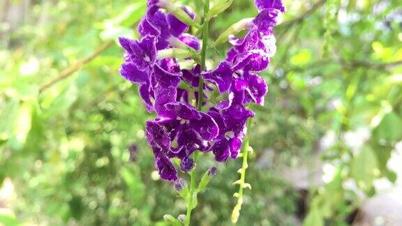 树上一束紫色的花;金色的露水滴