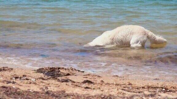 一只拉布拉多在海里游泳狗在水里玩湿毛