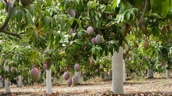 热带水果芒果挂在种植园里倾斜