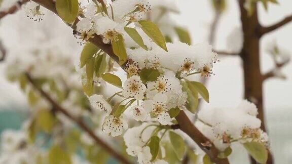 4月份下雪白雪覆盖了开花的果树