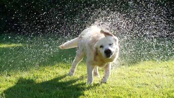 金色拉布拉多犬甩水的慢动作
