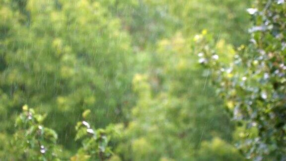 夏日公园里雨点落在绿叶上