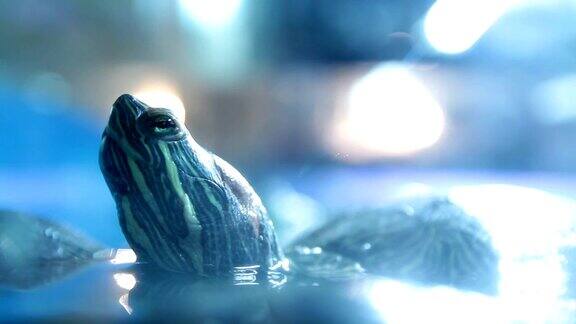 红耳滑龟头露出水面