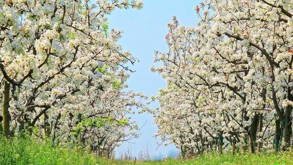春天白色的梨花盛开