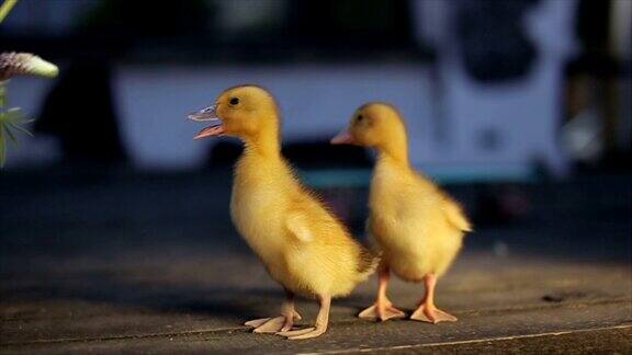 两只小黄鸭在镜头前张望