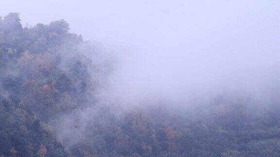 雾蒙蒙的山谷里有鸟