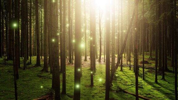 幻想发光的金色萤火虫在神奇的阳光和苔藓林地中飞翔