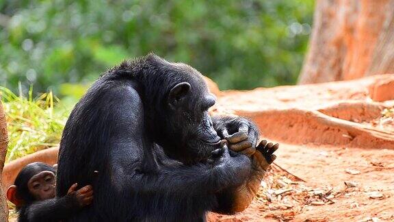 母黑猩猩和幼黑猩猩
