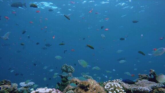 充满生机的珊瑚礁