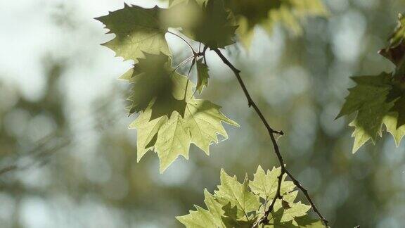 在大自然中绿叶的树枝容易被风吹动