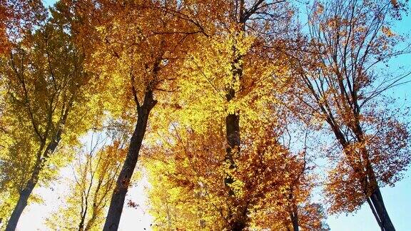 SLOMO美丽的树木在秋天的颜色