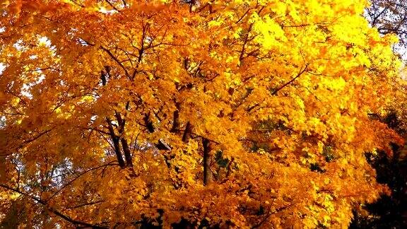 美丽的黄秋树