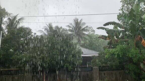 下雨时的椰子树
