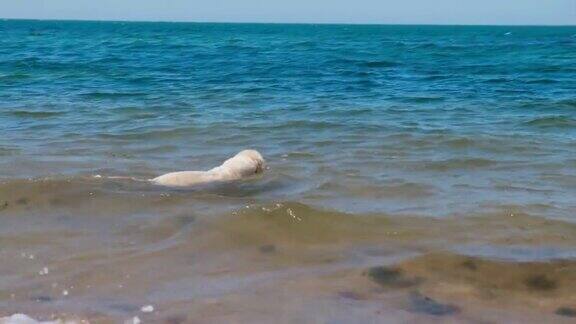 一只拉布拉多在海里游泳狗在水里玩湿毛
