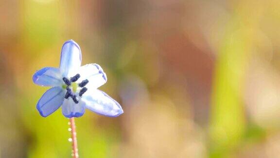 初春的蓝色雪花莲绽放宏