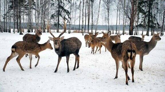 奇特鹿食等鹿从森林里出来吃东西可爱的鹿冬天在生物站觅食动物保护