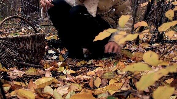 蘑菇的季节金色的秋天一位女采摘者在黄色的落叶中发现了蘑菇