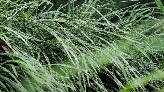草日本莎草或冰舞(Carexmorrowii)的叶子在风和细雨中摇摆