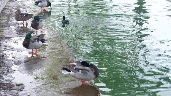 在城市公园的池塘和一群水鸟鹅和鸭子