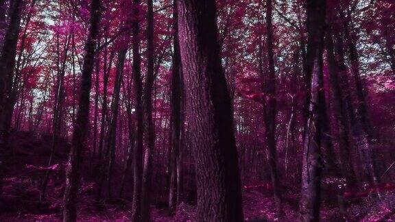 紫色超现实森林的实时视频