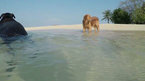 海滩上的金毛猎犬