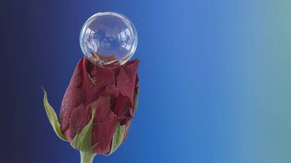 爱沙尼亚玫瑰上的小泡泡
